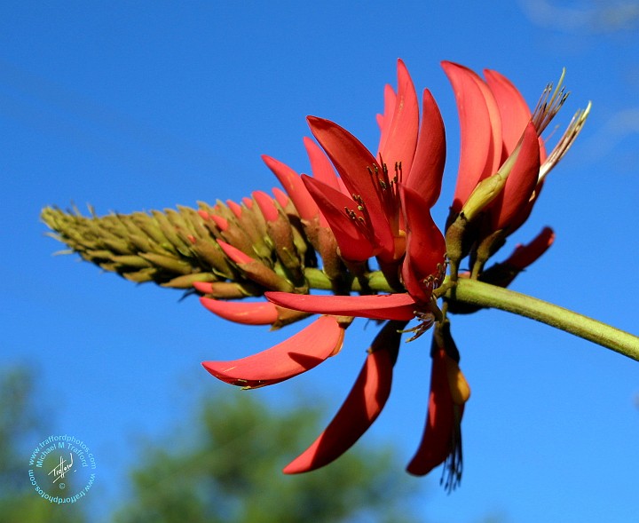 Flame Tree 9M68D-22.JPG